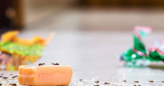 ants in home