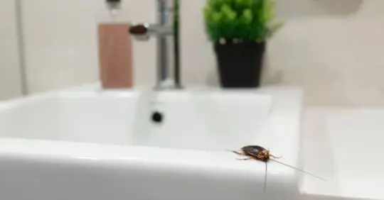 cockroach in home