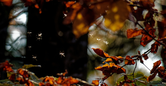 Dancing Mosquitoes in the afternoon sun between autumn colored leaves