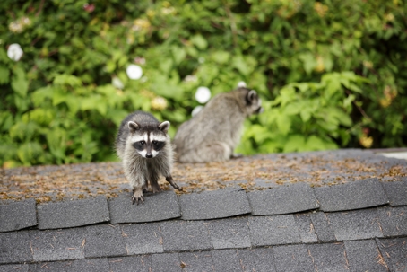 Mother racoon and her baby on the roof