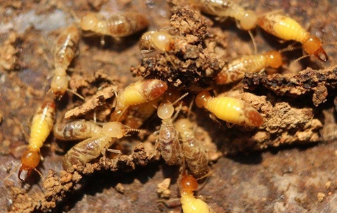 Termites
