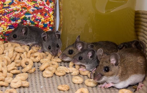 Rodents