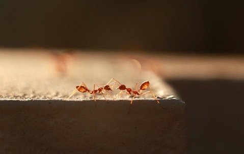Fire Ants