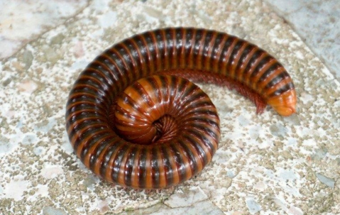 Millipede