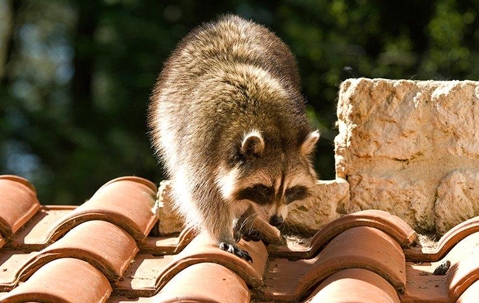 Racoon