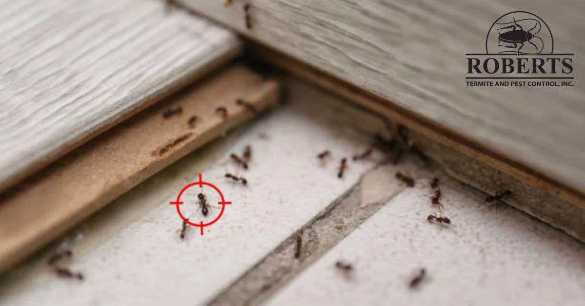 How to Get Rid of Ants and Keep Them From Coming Back