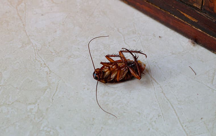 dead roach in kitchen